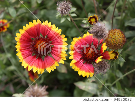 Flower of a common gaillardia 94920082