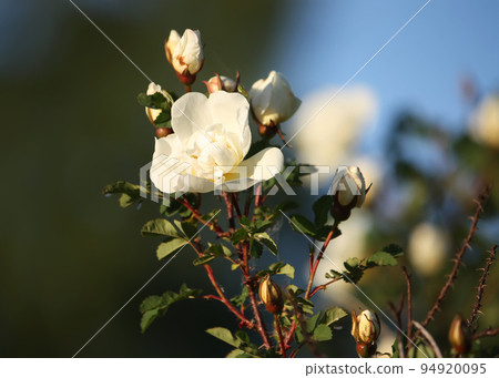 Flowers of briar white rose 94920095