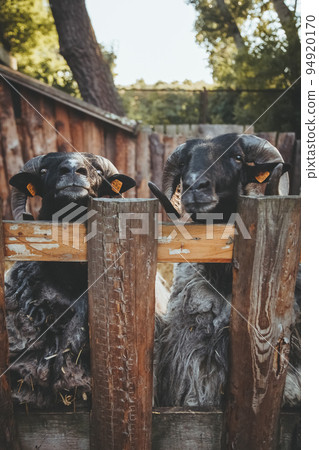 Cattle stable. Curious sheep. Natural zoo. Funny pedigreed rams with black snouts and gray wool looking up wooden fence. Cattle stable. Curious sheep. Natural zoo. Funny pedigreed rams with black snouts and gray wool looking up wooden fence. 94920170