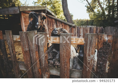 Cattle farming. Funny sheep. Household stable. Curious rams with black snouts and white wool looking from wooden fence. Cattle farming. Funny sheep. Household stable. Curious rams with black snouts and white wool looking from wooden fence. 94920173