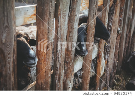 Sheep farming. Curious rams. Household stable. Pretty cattle with black snouts and white wool looking from wooden fence. Sheep farming. Curious rams. Household stable. Pretty cattle with black snouts and white wool looking from wooden fence. 94920174