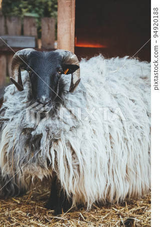 Cattle farming. Pedigreed ram. Rural household. Beautiful confident sheep with black white wool and curly horns staying on yard stable. Cattle farming. Pedigreed ram. Rural household. Beautiful confident sheep with black white wool and curly horns staying on yard stable. 94920188