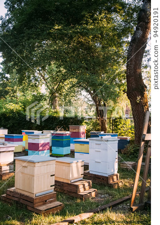Apiculture colony. Bee hives. Natural farming. Colorful wooden beekeeping farm in sunny daylight garden outdoor. Apiculture colony. Bee hives. Natural farming. Colorful wooden beekeeping farm in sunny daylight garden outdoor. 94920191
