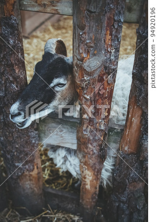 Animal farm. Funny sheep. Household stable. Curious lamb with brown and white coloring snout looking from yard fence. Animal farm. Funny sheep. Household stable. Curious lamb with brown and white coloring snout looking from yard fence. 94920196