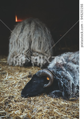Sheep household. Tired animal. Natural farming. Lonely lamb with black white wool laying down on hay stable ground. Sheep household. Tired animal. Natural farming. Lonely lamb with black white wool laying down on hay stable ground. 94920198