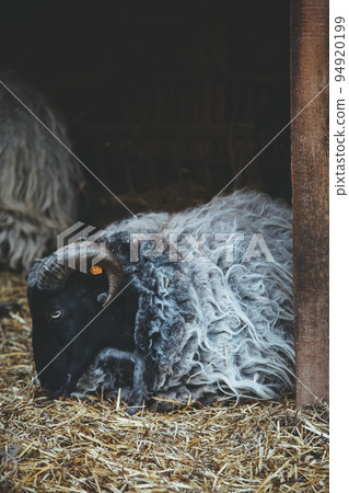 Tired sheep. Animal stable. Natural farming. Sad lamb with black white wool laying on hay yard ground. Tired sheep. Animal stable. Natural farming. Sad lamb with black white wool laying on hay yard ground. 94920199