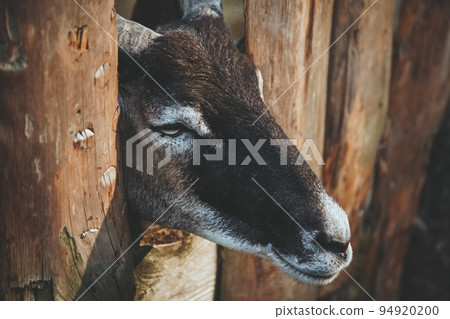 Sad sheep. Household stable. Natural farming. Pretty cattle with brown and white coloring snout looking from yard fence. Sad sheep. Household stable. Natural farming. Pretty cattle with brown and white coloring snout looking from yard fence. 94920200