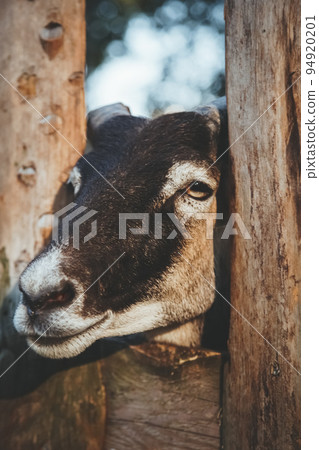 Animal farm. Pretty sheep. Household stable. Careful cattle person with brown and white coloring snout looking from yard fence. Animal farm. Pretty sheep. Household stable. Careful cattle person with brown and white coloring snout looking from yard fence. 94920201