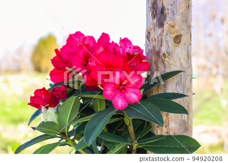 Rhododendron flowers Rhododendron flowers 94920208