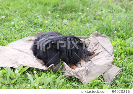 Black dog on green grass in country yard Black dog on green grass in country yard 94920216