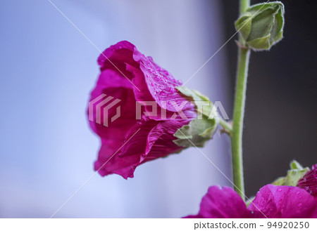 Blooming pink mallow flowers (Malva alcea, cut-leaved mallow, vervain mallow or hollyhock mallow) in summer garden. Blooming pink mallow flowers (Malva alcea, cut-leaved mallow, vervain mallow or hollyhock mallow) in summer garden. 94920250