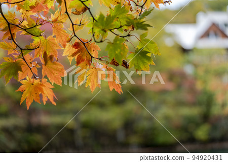 Dokko Swamp in autumn Autumn leaves scenery Yamagata City, Yamagata Prefecture 94920431