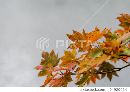 Dokko Swamp in autumn Autumn leaves scenery Yamagata City, Yamagata Prefecture 94920434