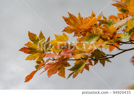 Dokko Swamp in autumn Autumn leaves scenery Yamagata City, Yamagata Prefecture 94920435