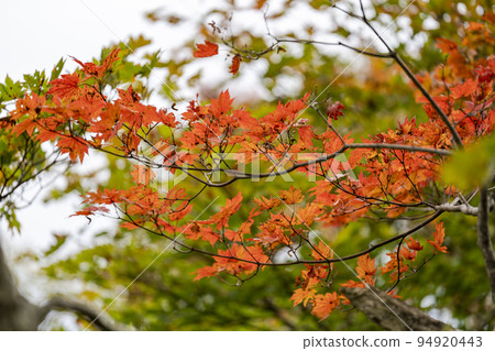 Dokko Swamp in autumn Autumn leaves scenery Yamagata City, Yamagata Prefecture 94920443