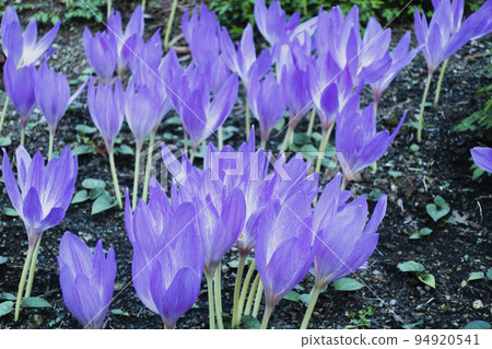 Transparent purple flower Colchicum (dog saffron) 94920541