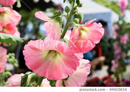 蜀葵 立葵 94920658