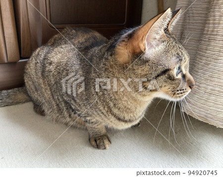 一隻藏在窗簾後面，瞄準花園裡的鳥兒的雉貓。 94920745