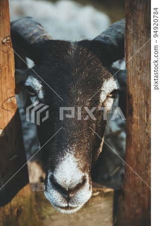 Cattle farming. Curious sheep. Natural household. Beautiful lamb with brown and white coloring snout looking from yard fence. 94920784
