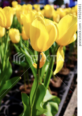 黃色鬱金香 94920881