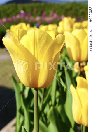 黃色鬱金香 94920884