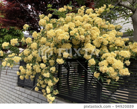 It is a yellow rose that blooms on the wall of a house in spring, at the end of April. It is a yellow rose that blooms on the wall of a house in spring, at the end of April. 94920889