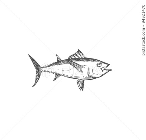 Bluefin tuna blackfin longtail fish isolate monochrome sketch. Vector tunny tribe Thunnini, fishery fishing sport mascot. Scombridae mackerel, predatory schooling fish hand drawn underwater animal Bluefin tuna blackfin longtail fish isolate monochrome sketch. Vector tunny tribe Thunnini, fishery fishing sport mascot. Scombridae mackerel, predatory schooling fish hand drawn underwater animal 94921470