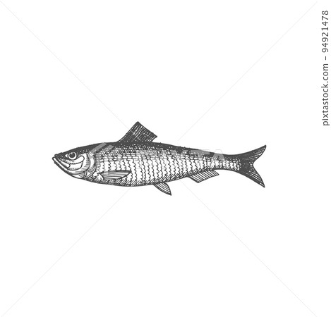 Salted or live herring fish isolated monochrome sketch icon. Vector Atlantic herring, sea or ocean underwater animal, seafood drawing. Fishery sport mascot, oily sardine, baltic iwashi fish 94921478