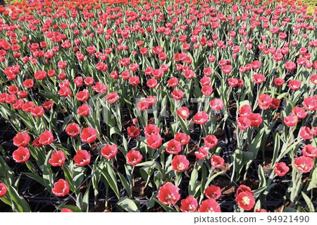 Red tulip Red tulip 94921490