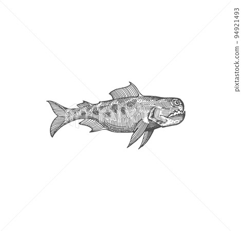 Fangtooth fish isolated monochrome sketch icon. Vector deep ocean or sea large toothed predator, Anoplogaster Cornuta. Black Dragonfish, Long-Nosed Chimaera, Blobfish, Hatchet Fish, Giant Oarfish 94921493