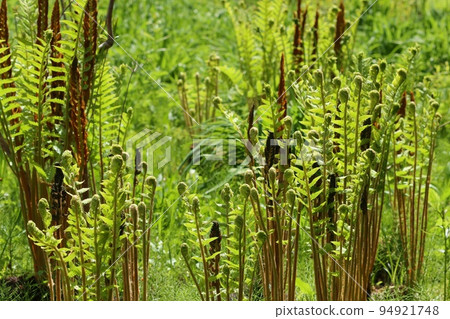 牛肝菌蕨野草生長新芽春天 牛肝菌蕨野草生長新芽春天 94921748