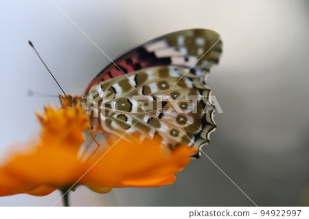 日本秋園中盛開的黃波斯菊中吸食花蜜的雌性黑貝母 日本秋園中盛開的黃波斯菊中吸食花蜜的雌性黑貝母 94922997