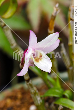 A macro close-up shot of the pretty small flowers of the pale crimson Dendrobium. 94923119