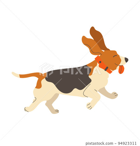Beagle Dog Breed with Spotted Coat and Collar on Neck Running with Stick Out Tongue Vector Illustration 94923311