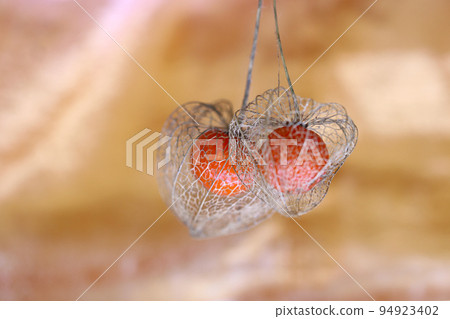A macro shot of two watermarked physalis on a golden background. A macro shot of two watermarked physalis on a golden background. 94923402