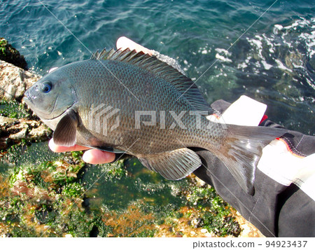 A fish body image taken while holding a large-sized blackeye caught on a winter shore. 94923437