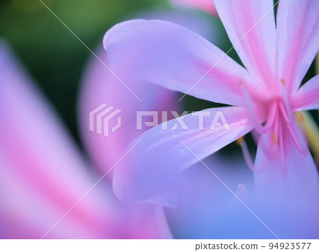 9 月盛開的甘草 (Lycoris springeri) 花 9 月盛開的甘草 (Lycoris springeri) 花 94923577