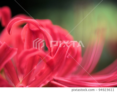Higanbana flowers blooming in September Higanbana flowers blooming in September 94923611