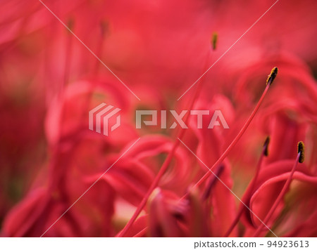 Higanbana flowers blooming in September 94923613