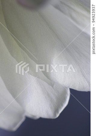 The bewitching beauty of the night sky that blooms only once on a summer night. Macro close-up image of petal texture. The bewitching beauty of the night sky that blooms only once on a summer night. Macro close-up image of petal texture. 94923937