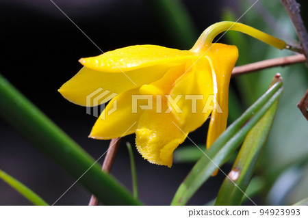 木花月光可愛明亮的黃色小花的微距特寫鏡頭。 木花月光可愛明亮的黃色小花的微距特寫鏡頭。 94923993
