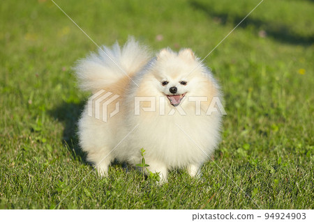 charming young dog. Spitz of white color in sunny weather on green grass charming young dog. Spitz of white color in sunny weather on green grass 94924903