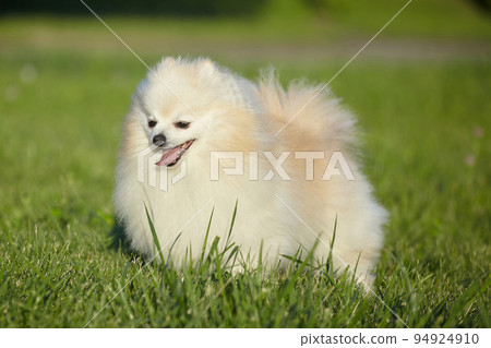 charming young dog. Spitz of white color in sunny weather on green grass 94924910