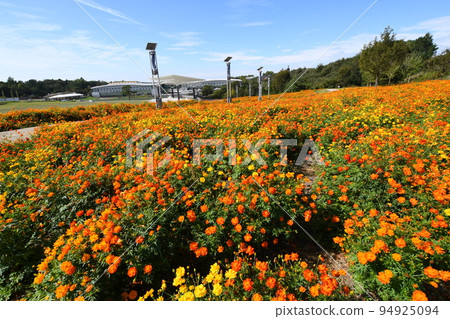 盛開的黃色波斯菊(愛知世博紀念公園) 盛開的黃色波斯菊(愛知世博紀念公園) 94925094