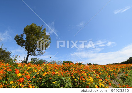 Yellow cosmos in full bloom (Aichi Expo Memorial Park) Yellow cosmos in full bloom (Aichi Expo Memorial Park) 94925250