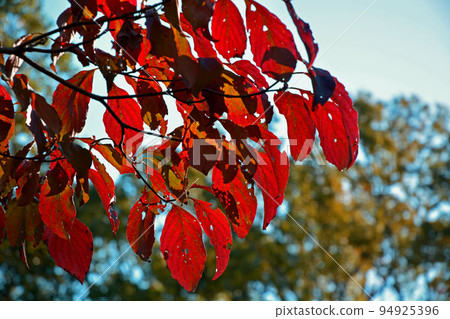 Autumn leaves of Kairakuen Autumn leaves of Kairakuen 94925396