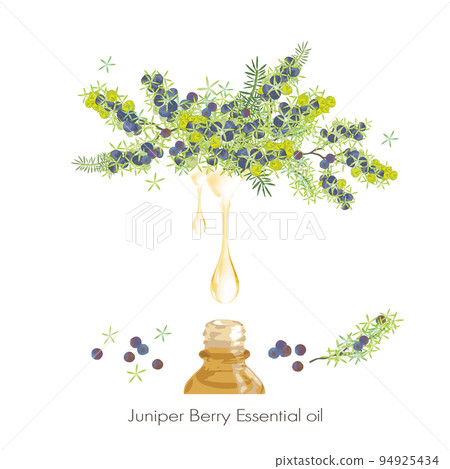 Illustration, essential oil & aroma of juniper and juniper berry 94925434