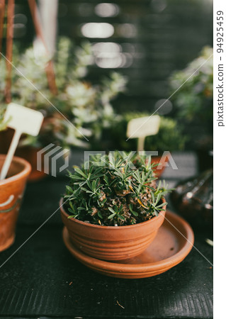 Plant background. Stylish botany interior. Home gardening concept. Pot in floral shop Plant background. Stylish botany interior. Home gardening concept. Pot in floral shop 94925459