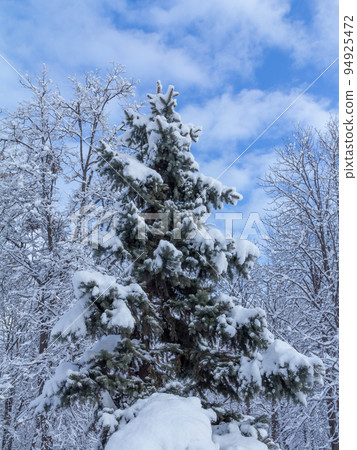 Tree covered with snow on sunny day Tree covered with snow on sunny day 94925472