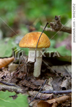 Single red boletus mushroom in the wild. Red boletus mushroom grows on the forest floor at autumn season.. Single red boletus mushroom in the wild. Red boletus mushroom grows on the forest floor at autumn season.. 94925852